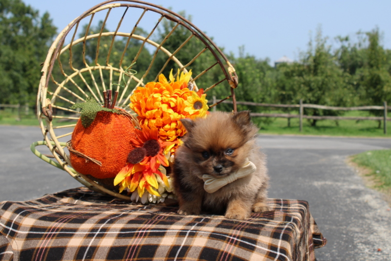 puppy, for, sale, Pomeranian, Matthew B. Stoltzfus, dog, breeder, Gap, PA, dog-breeder, puppy-for-sale, forsale, nearby, find, puppyfind, locator, puppylocator, aca